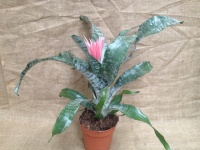aechmea_fasciata_5106645689ec5