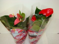 anthurium_50cade5ac3d85