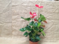 anthurium_v__ala_510666e1b8699