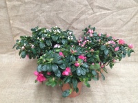 azalea_5106680b092f2