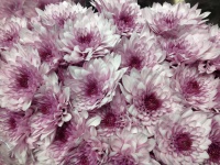 chrysanthem_dant_509bc9b2e5d83