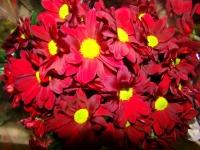 chrysanthem_merl_509bbfd8d9270