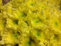 chrysanthem_rado_509bca2086f39_1199058936