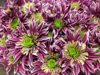 chrysanthem_saba_509bc8d19f80b