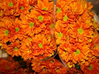 chrysanthem_wood_509bc03acabc2