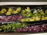 cymbidium_mix_51093f9d6a2b4