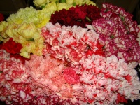 dianthus_mix_510938379fa92