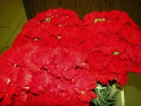 dianthus_red_5109387b7611c