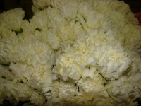dinathus_white_510937baed93f