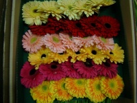 gerbera_mix_50bde5f861e0d_749542854