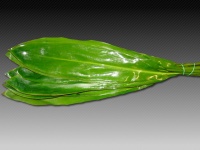green_tie_50be195754633