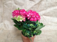 hortenzia_pink_51543e1a81357