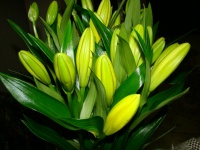 liliom_la_citrom_509cc3a847836