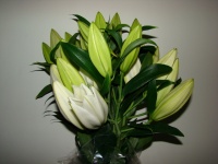 liliom_oriental__509cc03cda56c