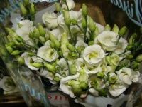 lisianthus_picco_509cad2752910