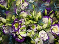 lisianthus_picco_509cad821c5ae