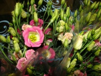 lisianthus_picco_509cb79c77a0d