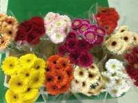 mini_gerbera