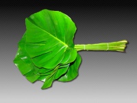 monstera_small_50be1ac014482