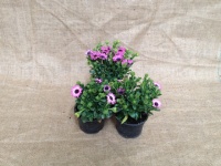 osteospermum_5165404a1e41e
