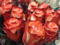 r__zsa_farfalla_50f3f8a194ae7