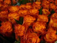 r__zsa_mariyo_50bde2a6a3f21
