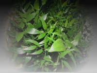ruscus_50be1b78c939f