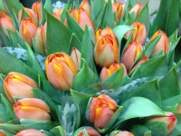 tulip__n_ad_rem_5103e048ed17b