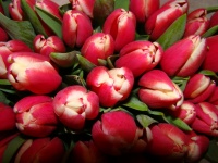 tulip__n_furand_5109353b756c3