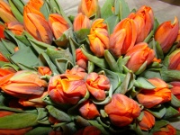 tulip__n_princes_510935955af2e