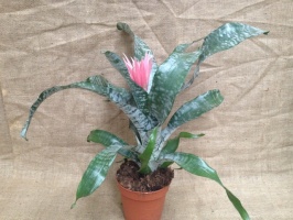 aechmea_fasciata_5106645689ec5