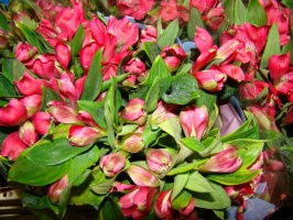 alstromeria_nady_509bc1849ad2c