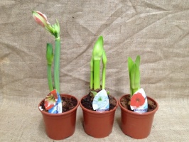 amarillys_51067f2edc05a