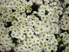 chrysanthem_baca_4f1968af5cfcb