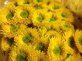 chrysanthem_coro_509bc926ee896