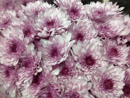 chrysanthem_dant_509bc9b2e5d83