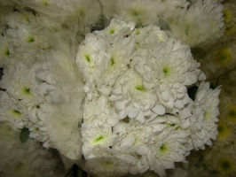 chrysanthem_zemb_509ba2811d8e4
