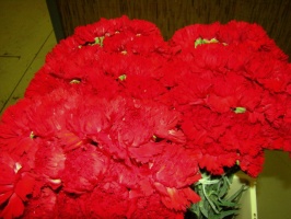 dianthus_red_5109387b7611c