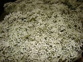 gypso_million_st_51093743b0178