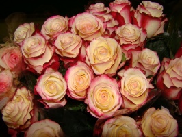 r__zsa_sweetness_50bddd2f2cefb