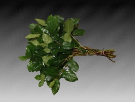 salal_510944e72ca7e