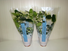 stephanotis_50cae03a45476