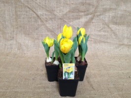 tulip__n_yellow__516540c82635d